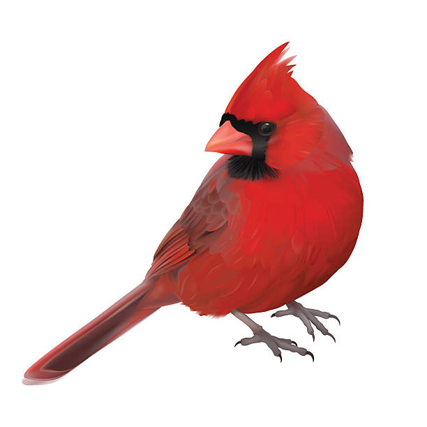 When Animals Deliver Messages: Spirit Communication Through Birds and Wildlife